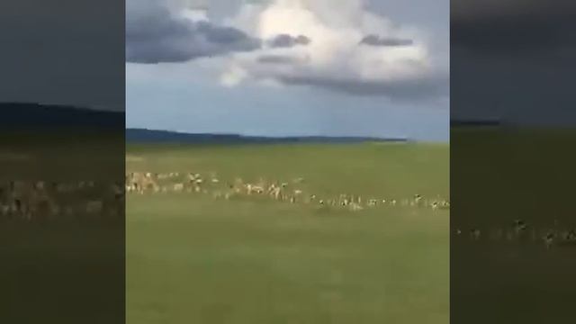 Квадракоптер. Загон. Сайга. Стресс. Казахстан. Красная Книга смотреть онлайн