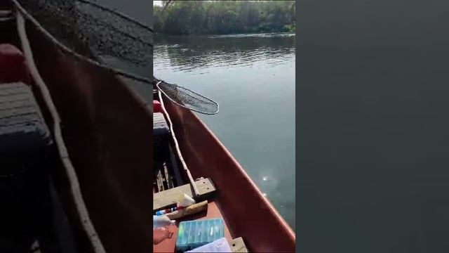 Чавыча 15,5кг мой первый в жизни такой трофей. Камчатка 2023г. #Камчатка #Чавыча #Операторотбога! смотреть онлайн