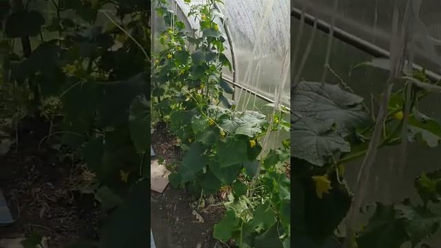 Формирование огурцов смотреть онлайн