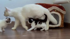 Котята исследуют место, где они живут. Мама-кошка наблюдает за ними.