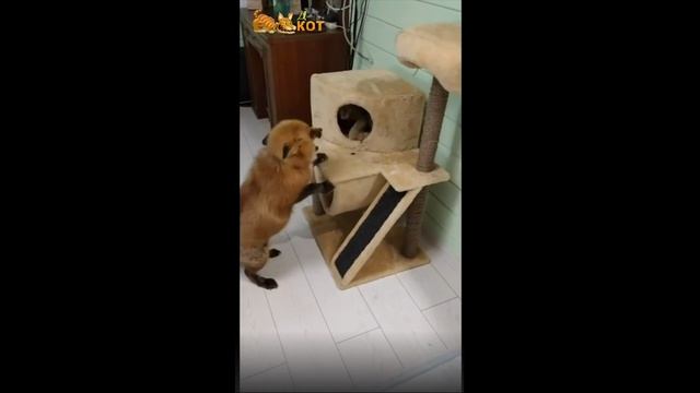 забавные животные - полюби меня смотреть онлайн