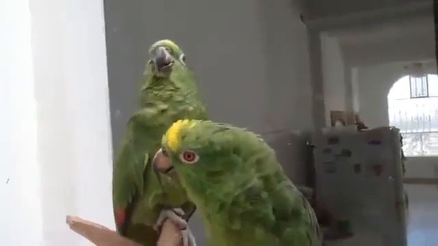 Дуэт пьяных попугаев. До слёз