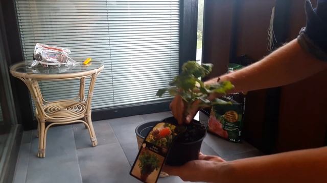 Posadil sem pritlikavo malino za v lonec смотреть онлайн