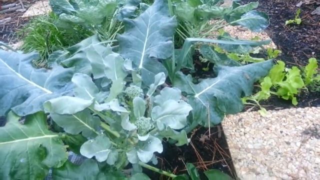 2015 Garden update - November 5th смотреть онлайн