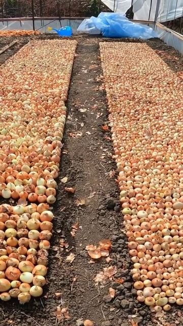лук на перо начало сезона. смотреть онлайн