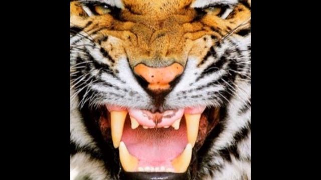 Мое слайд-шоу смотреть онлайн