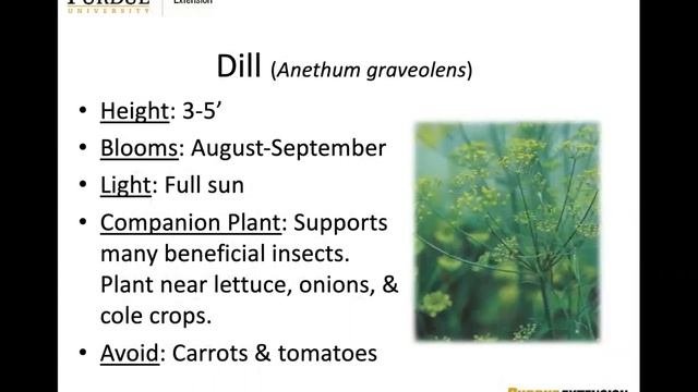 Digging Deeper: Virtual Gardening Series: Best Practices for Herbs смотреть онлайн