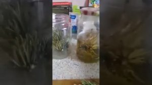 лечебные свойства хвои сосны