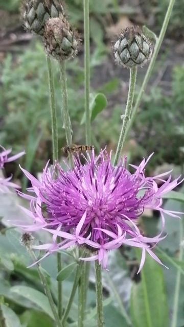 #Насекомые обедают. Смотреть со звуком.