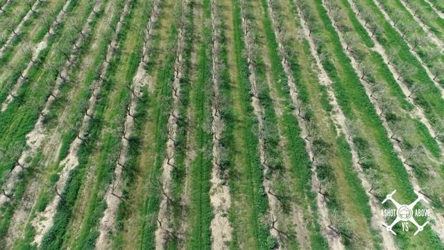 Northern California Plum Orchards смотреть онлайн