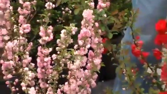 Flowering Shrubs