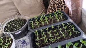 Обзор рассады на 18 марта 2024, Мой огород на подоконнике