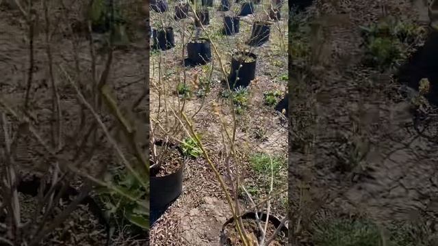 Голубика, цветок 2024г, сорт Дюк 🫐🫐