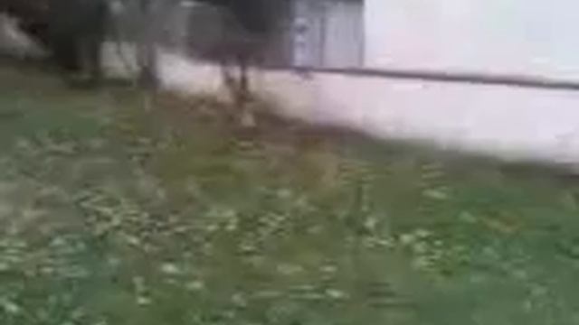loloti смотреть онлайн