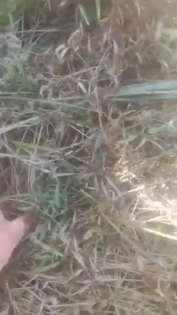 Посадка Дубов в Астрахани (остров Городской) ч.2 смотреть онлайн