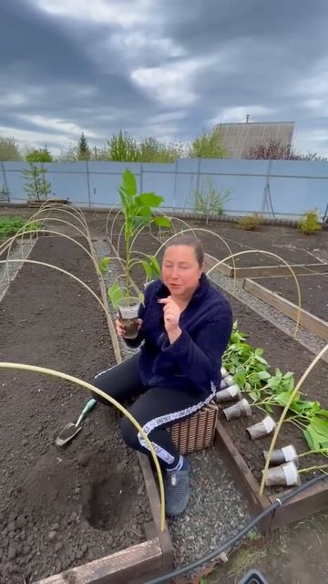 Посадка перцев в грунт. Рассада перцев 👍 смотреть онлайн