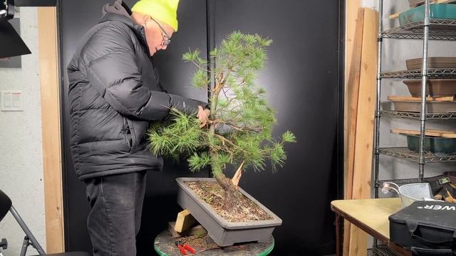 Eastern White Pine: The Forgotten Bonsai Material смотреть онлайн