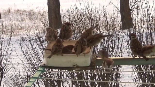 Сегодня на ужин гречка Моя кормушка смотреть онлайн