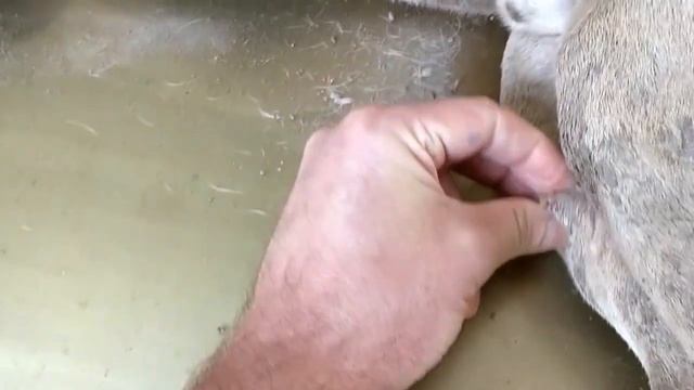 Remove mango worms from dog - Remove mango worms from dog skin Удалите манговых червей с кожи собак смотреть онлайн