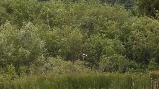 №5358 26 06 2024 Полет цапли смотреть онлайн