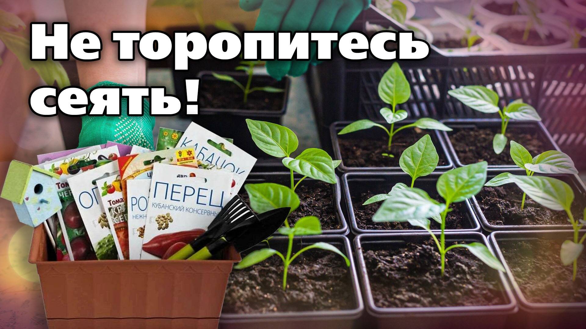 Сроки посева овощей на рассаду - советы кандидата наук смотреть онлайн