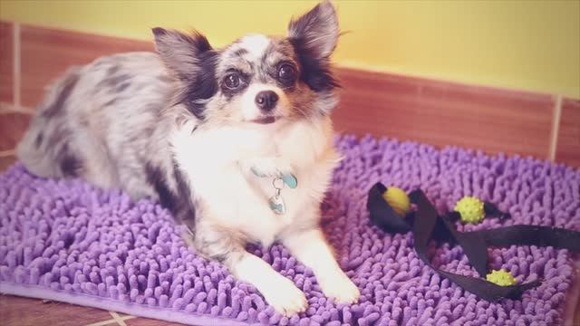 Как приучить щенка к поводку? Советы от Софи! 🐾 смотреть онлайн