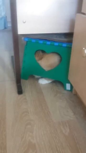 коти смотреть онлайн
