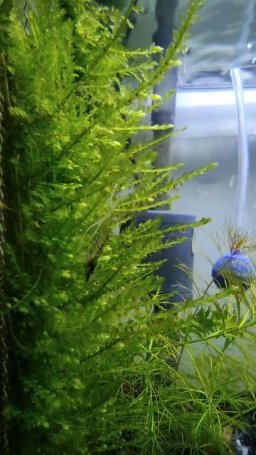 Erect Moss/Shrimp Tank #aquaplants #aquarium #bitkiliakvaryum #moss #nanotank смотреть онлайн