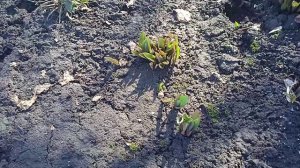 ТЮЛЬПАНЫ!!!  Обзор ТЮЛЬПАН!!!  Мощные КУСТЫ!!! Не знаю что делать с ТЮЛЬПАНАМИ!!!  28.3.24г.