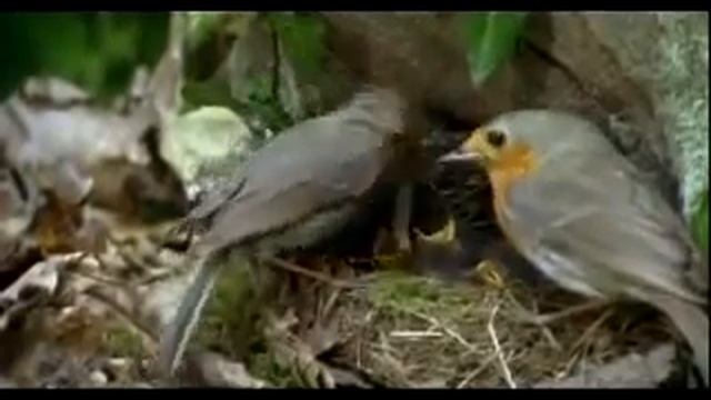 Кукушка avi смотреть онлайн