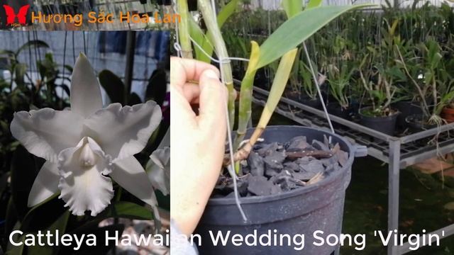 Chơi Lan Phải Có Cây Cattleya Này Zalo 0903700048 #cattleya #hoalan #orchids #dendro