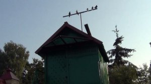 Николаевские голуби Брянщины Бураков В В