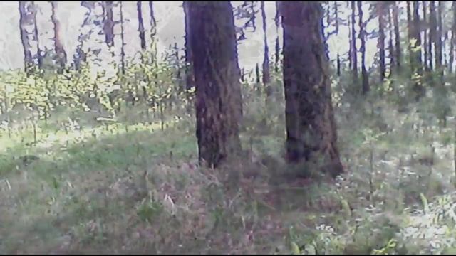 Лесной коп и рыжик -пыжик? смотреть онлайн