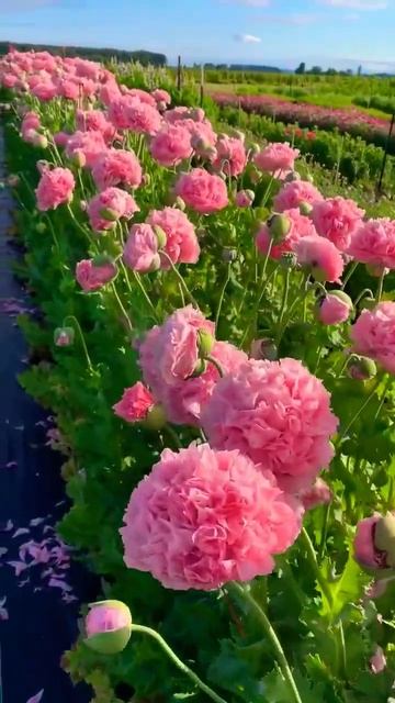 Poppy Flowers смотреть онлайн