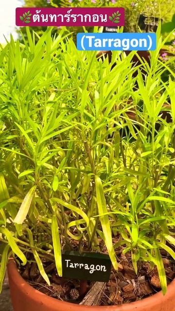 “ต้นทาร์รากอน” (Tarragon) ไม้ดอกไม้ประดับ พืชกินได้ สมุนไพร 🌿 смотреть онлайн