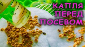 15 минут пропитал семена томатов 🍅 от болезней перед посевом на рассаду 🌱показываю быстрый способ