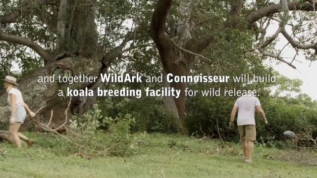 Connoisseur x WildArk Koala Rewilding Project Australia смотреть онлайн