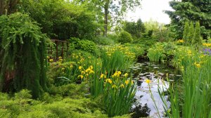 Мой САД лучшее нов