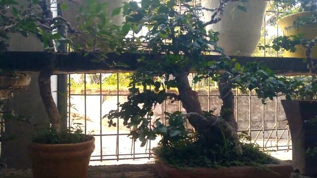 CEK HARGA BONSAI LANGSUNG KE PETANINYA смотреть онлайн