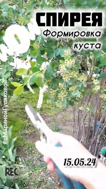 Спирея отцвела пора обрезать. Как из Куста сформировать Красивое Деревце | с Мариной Гусаковой смотреть онлайн