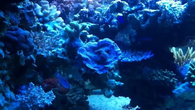 Apogon parvulus смотреть онлайн