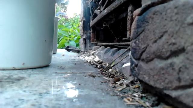 Maus im Kamin смотреть онлайн