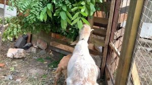 Козоводство . Вольер для животных