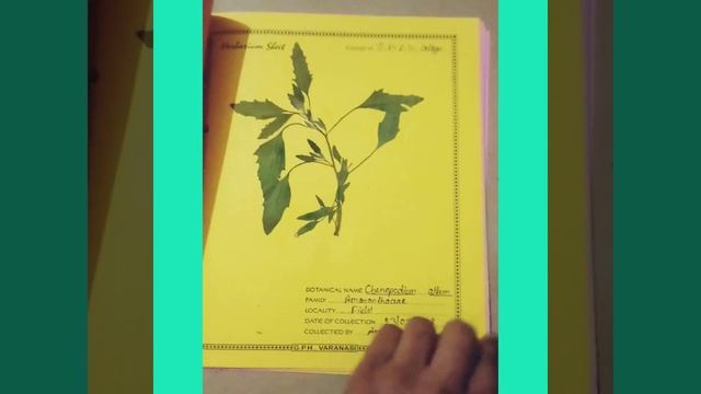 Herberium File Wild Plants Only