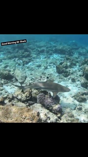 Snorkeling in the Maldives #shark #maldives смотреть онлайн