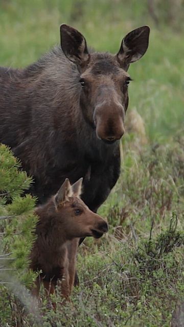 Wildlife Photography #moosebaby Jackson Hole/Tetons/Yellowstone #best #naturephotography #shorts смотреть онлайн