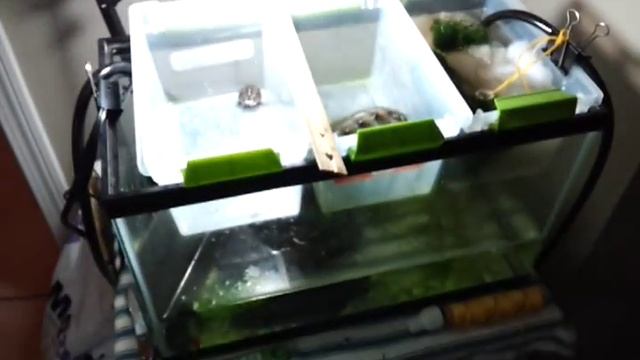 #5: Comparing Hatchling and Yearling Diamondback Terrapins смотреть онлайн