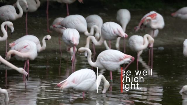 Flamingo Fun Facts: Uncovering the Wonders of These Pink Birds смотреть онлайн