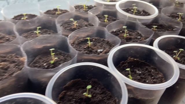 Землянику пришлось обработать фитоспорином. смотреть онлайн