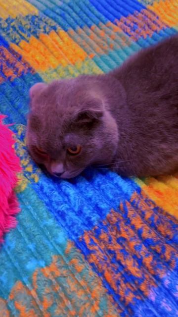 🔴КОТ СМОКИ🔴 смотреть онлайн